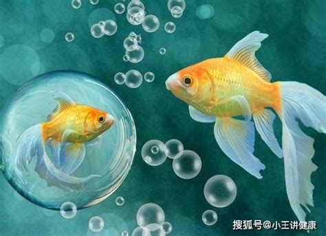 那種魚最好養|適合新手養魚品種 : 6種入門淡水魚